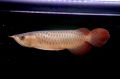 チリレッドCR444【動画あり】
