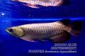 インディゴブルー IB071