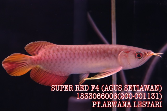 Super Deep Hematoid Red RED117の類似商品