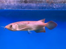 画像1: ブラッドレッド BR568 (1)