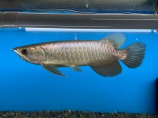 画像1: ブキメラゴールド BG259 (1)