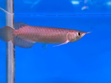 画像4: ブラッドレッド BR567 (4)