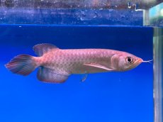 画像4: ブラッドレッド BR568 (4)