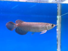 画像4: チリレッド CR206 (4)