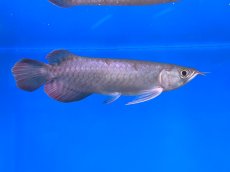 画像4: チリレッド CR247 (4)