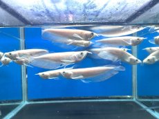 画像1: アルビノシルバー（証明書付）13〜14ｃｍ前後 (1)