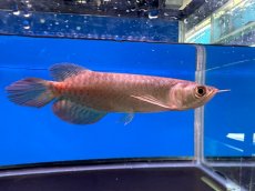 画像2: ブラッドレッド BR574 (2)