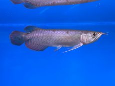 画像2: チリレッド CR247 (2)