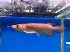 画像3: ブラッドレッド BR572 (3)