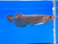 画像2: チリレッド CR250 (2)