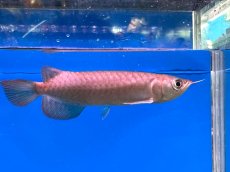 画像2: ブラッドレッド BR567 (2)