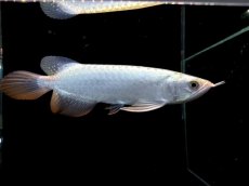 画像2: レディアンスゴールド RG505 (2)