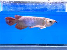 画像2: 【動画有】エキストリームレッドER389（スレイヤー） (2)