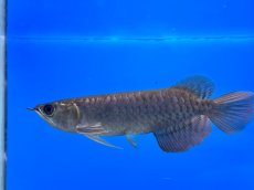 画像3: 紫紅金龍 TY549 (3)