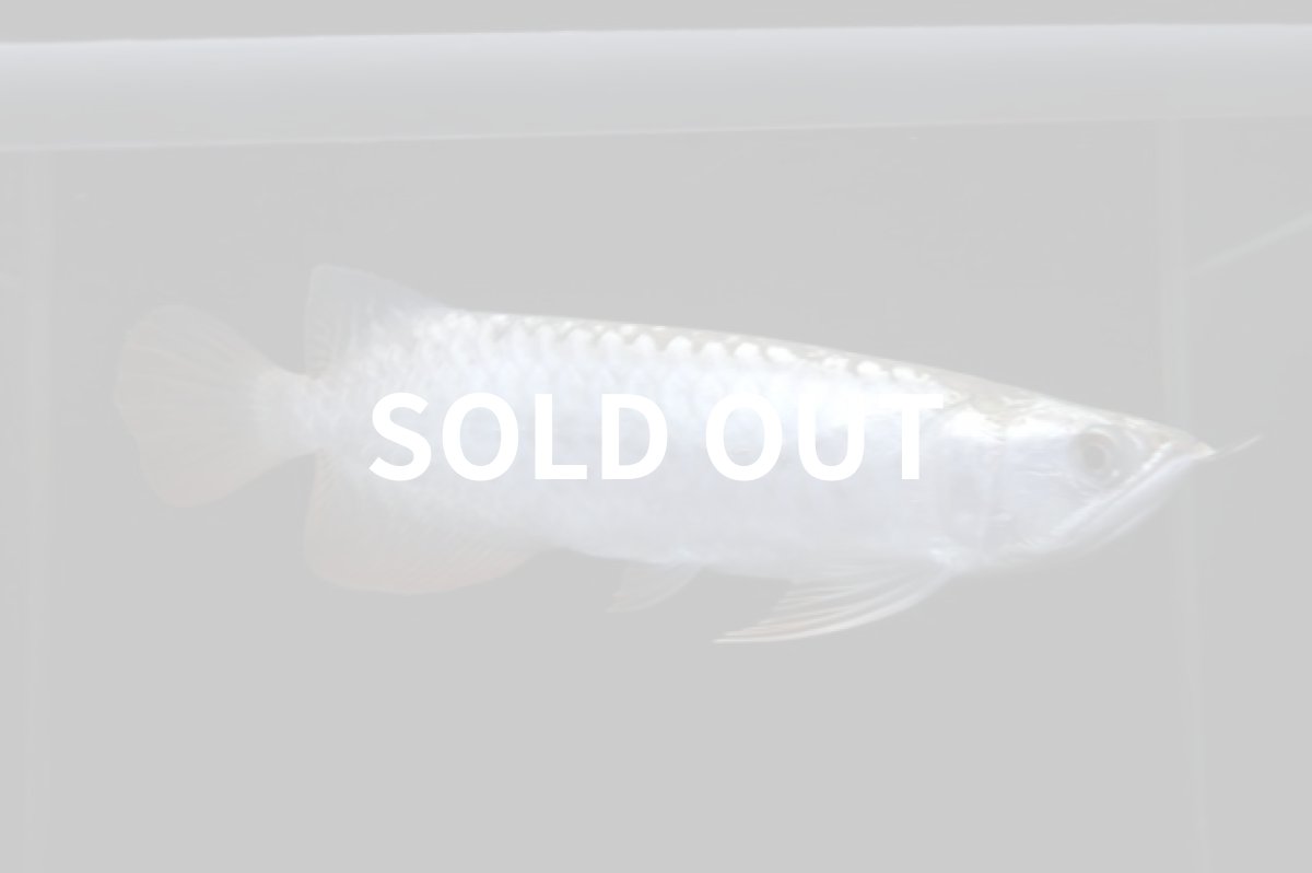 画像2: レディアンスゴールド RG508 (2)