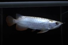 画像2: レディアンスゴールド RG508 (2)