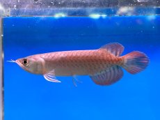 画像1: ブラッドレッド BR578 (1)