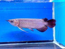 画像4: 【動画有】エキストリームレッドER389（スレイヤー） (4)