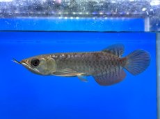 画像1: 紫紅金龍 TY548 (1)