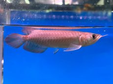 画像2: ブラッドレッド BR577 (2)