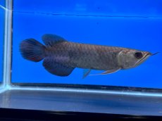 画像2: 紫紅金龍 TY552 (2)