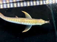 画像3: レディアンスゴールド RG506 (3)