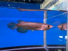 画像4: ブラッドレッド BR574 (4)