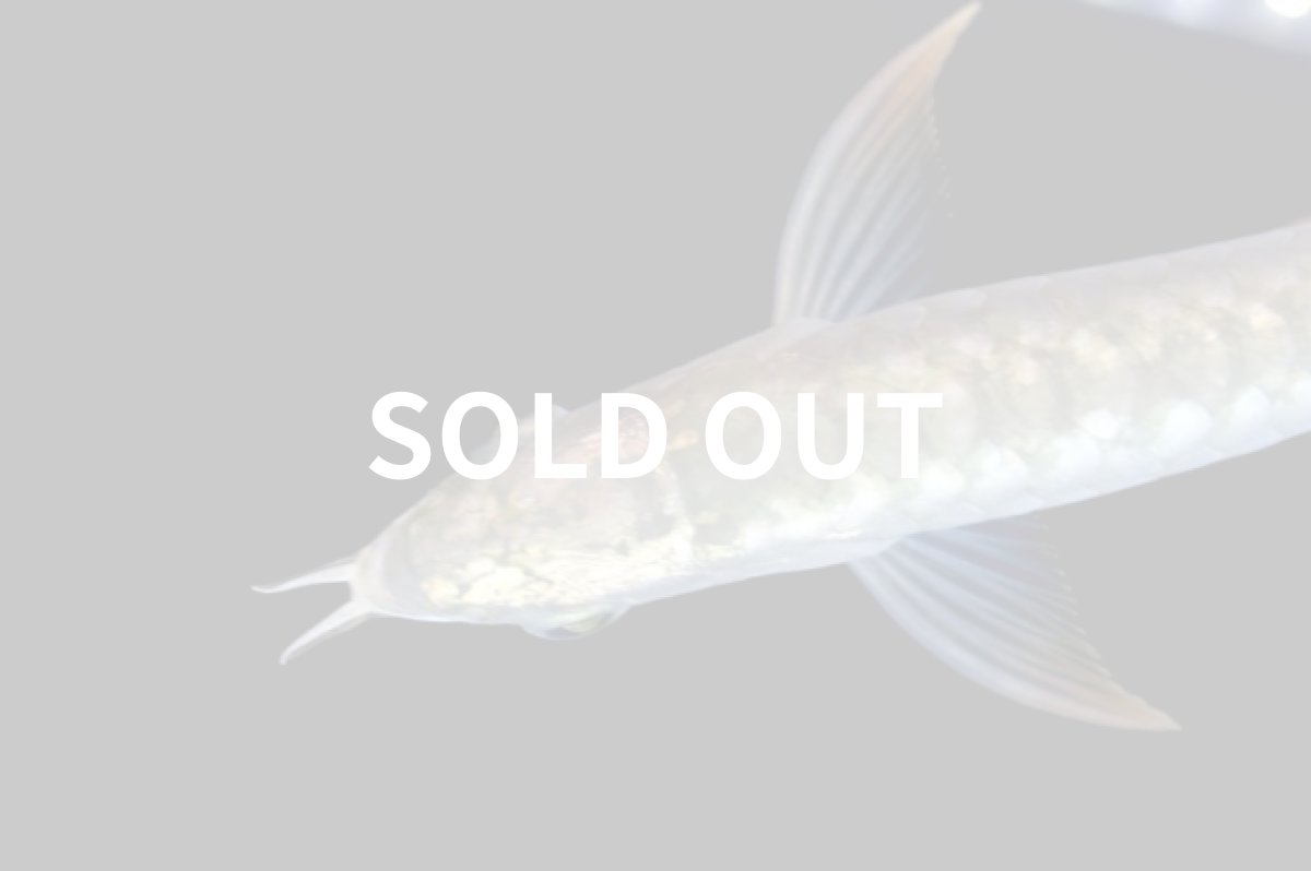 画像4: レディアンスゴールド RG508 (4)