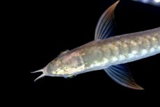 画像4: レディアンスゴールド RG508 (4)