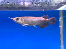 画像1: チリレッド CR206 (1)