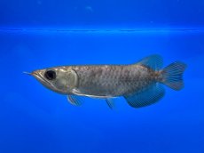 画像1: 紫紅金龍 TY550 (1)