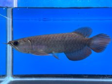 画像1: 紫紅金龍 TY552 (1)