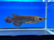 画像4: 紫紅金龍 TY552 (4)