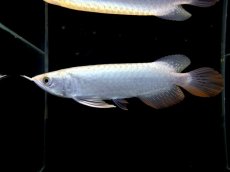 画像1: レディアンスゴールド RG505 (1)