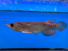 画像1: ブラッドレッド BR565 (1)