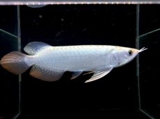 画像4: レディアンスゴールド RG505 (4)