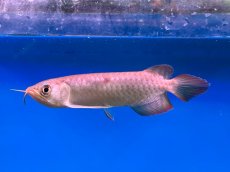 画像3: ブラッドレッド BR568 (3)