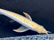 画像3: レディアンスゴールド RG505 (3)