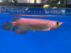 画像4: ブラッドレッド BR577 (4)