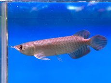 画像3: ブラッドレッド BR578 (3)