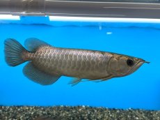 画像2: ブキメラゴールド BG259 (2)