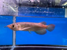 画像3: ブラッドレッド BR574 (3)