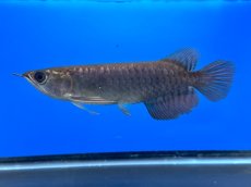 画像1: 紫紅金龍 TY549 (1)