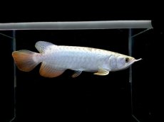 画像2: レディアンスゴールド RG506 (2)