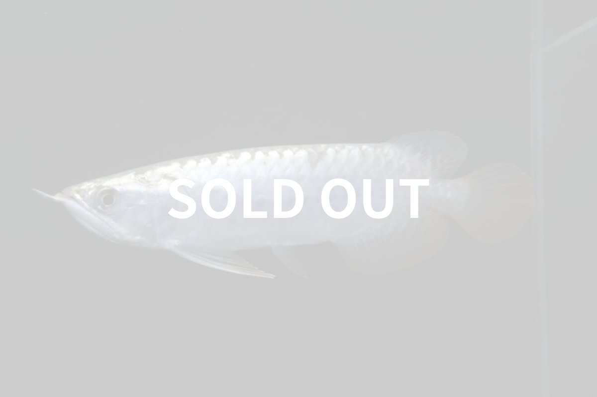 画像3: レディアンスゴールド RG508 (3)