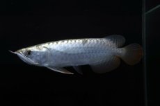 画像3: レディアンスゴールド RG508 (3)