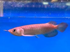 画像1: ブラッドレッド BR567 (1)