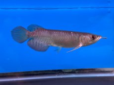 画像4: ブラッドレッド BR565 (4)