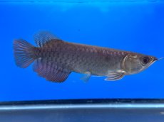 画像2: 紫紅金龍 TY549 (2)