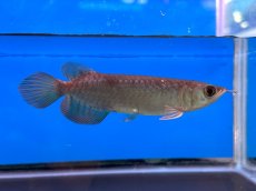 画像2: ブラッドレッド BR565 (2)